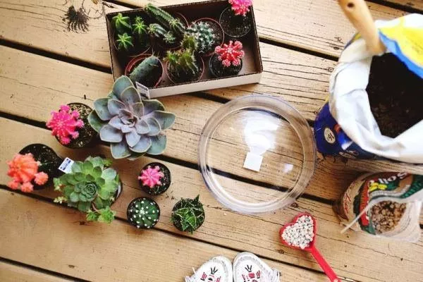 выбор и посадка растений