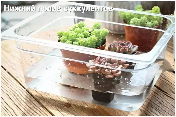 нижний полив кактусов