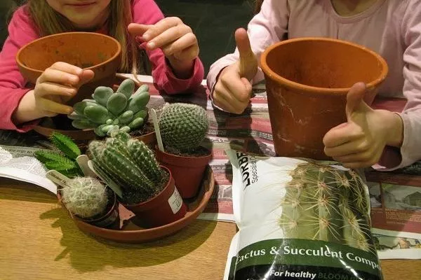 создание мини-сада