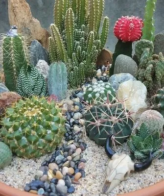 как выглядит мини-сад