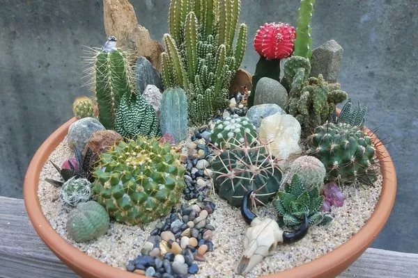 как выглядит мини-сад