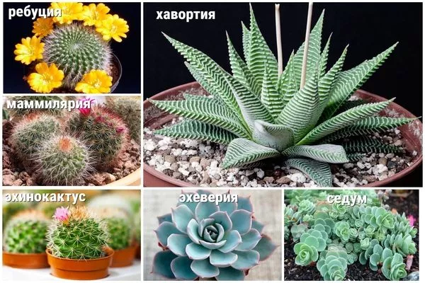 виды кактусов для мини-сада