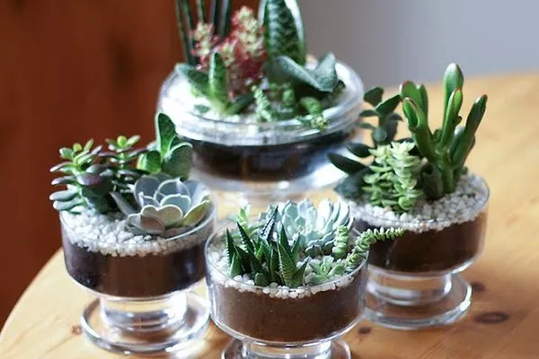 маленькие сады из кактусов для дома