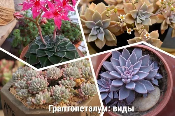 граптопеталумы