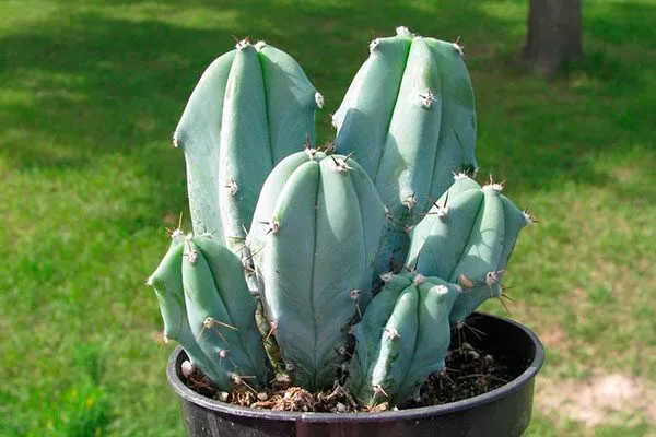 Миртиллокактус кактусы в ландшафтном дизайне17