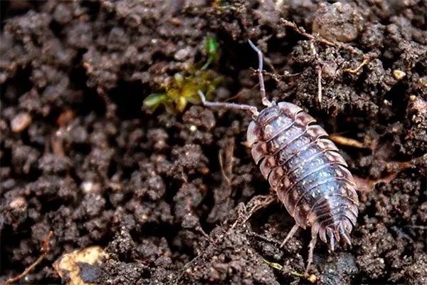 Мокрицы Вредители кактусов13