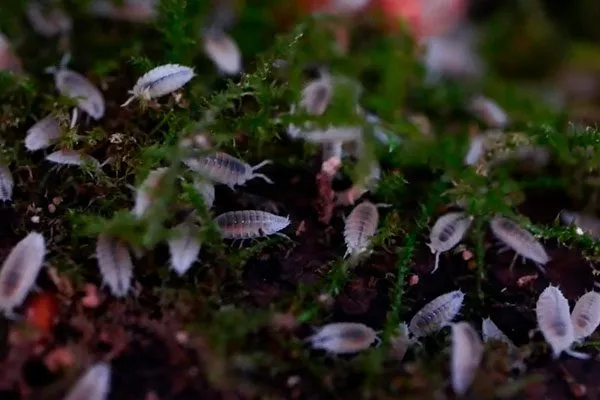 Мокрицы2 Вредители кактусов14