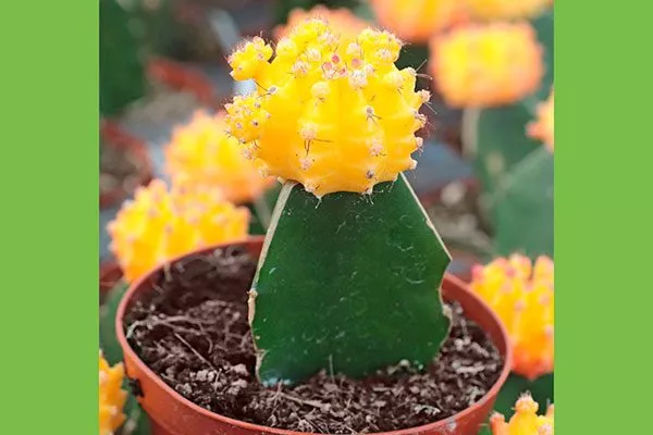 Moon Cactus Гимнокалициум (Gymnocalycium)8