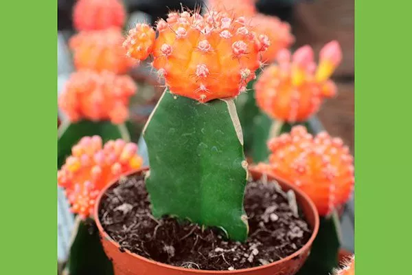 Moon Cactus1 Гимнокалициум (Gymnocalycium)9