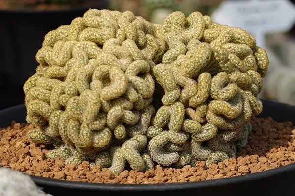 Мозговой кактус редкие кактусы21