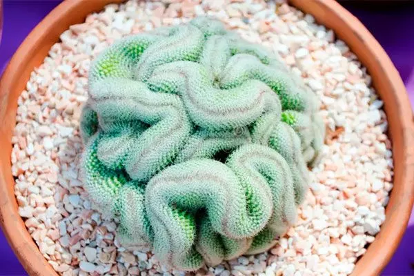 Мозговой кактус1 редкие кактусы22