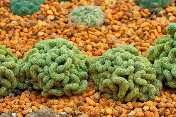 Мозговой кактус2 редкие кактусы23