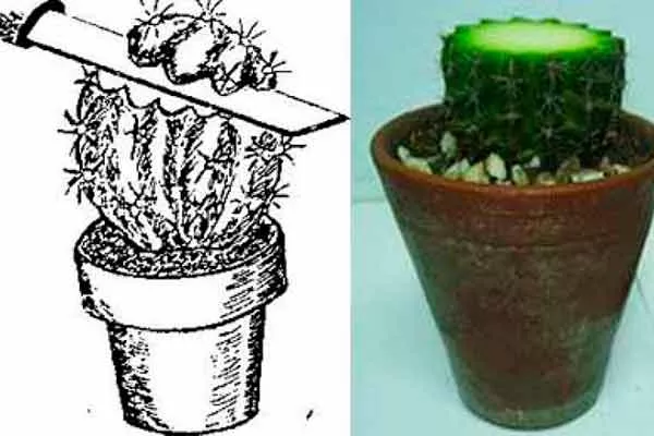 Можно ли срезать верхушку кактуса для размножения черенкование кактусов8
