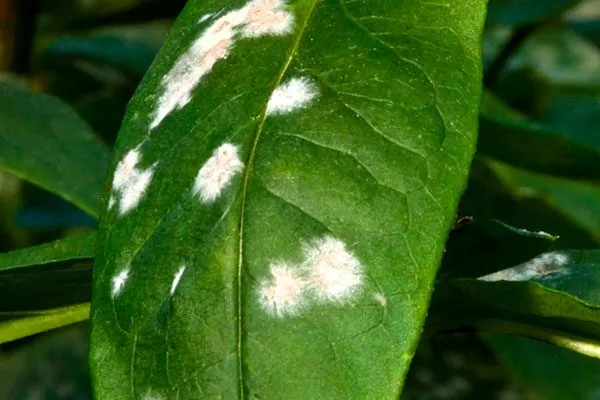 Мучнистая роса Налет на листьях1