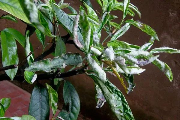 Мучнистая роса2 Налет на листьях2