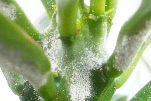 Мучнистой росой Цефалоцереус старческий3