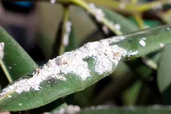 Мучнистый червец2 Налет на листьях4