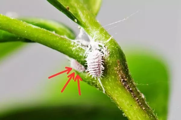 Мучнистый червец3 Налет на листьях5