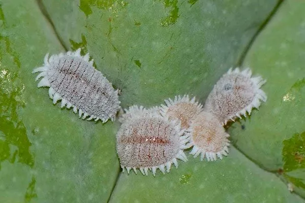 Мучнистый и корневой червец1 Вредители кактусов17