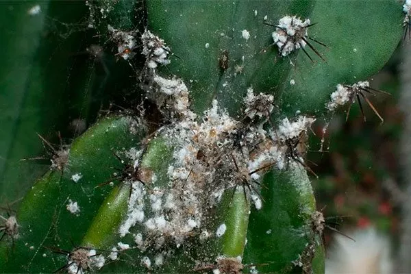 Мучнистый и корневой червец2 Вредители кактусов18