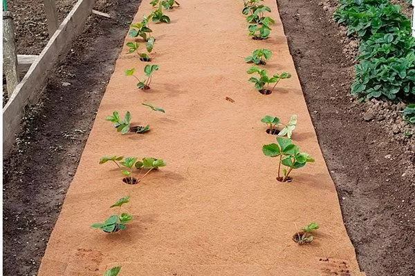 Мульчирование время посадки3