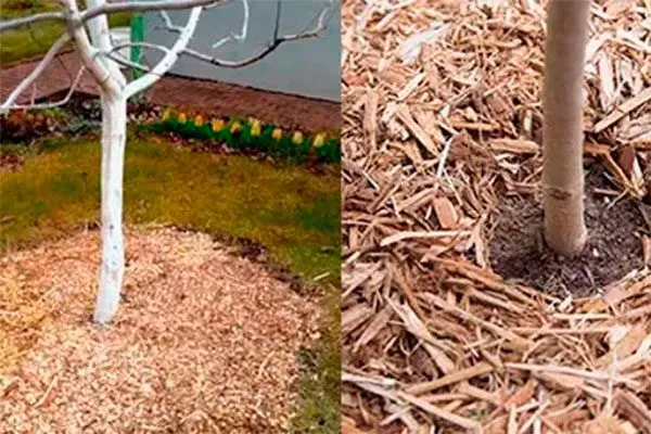 Мульчирование Зимостойкость яблони6