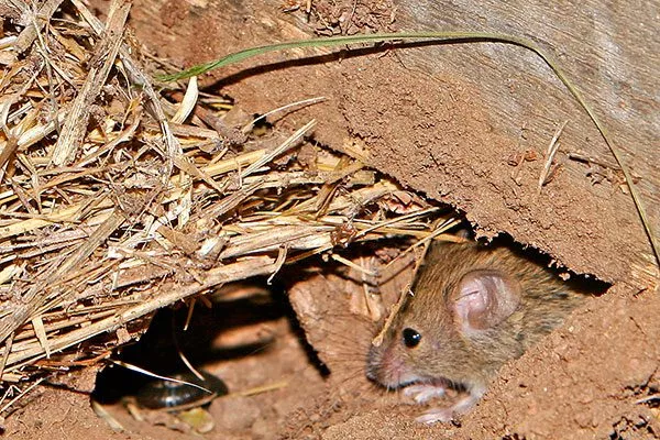 Муравьи, домашние и полевые мыши Вредители кактусов15
