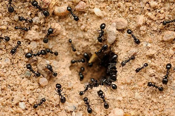 Муравьи Вредители кактусов16