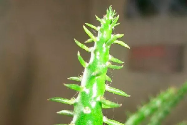 мягкие иголки уход за колючими кактусами12