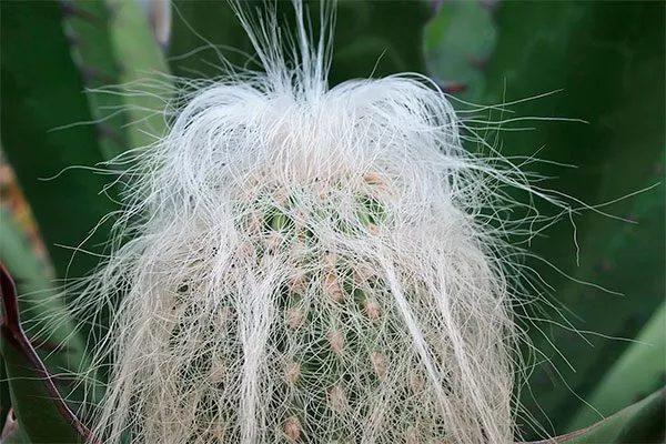 мягкими и хрупкими уход за колючими кактусами14