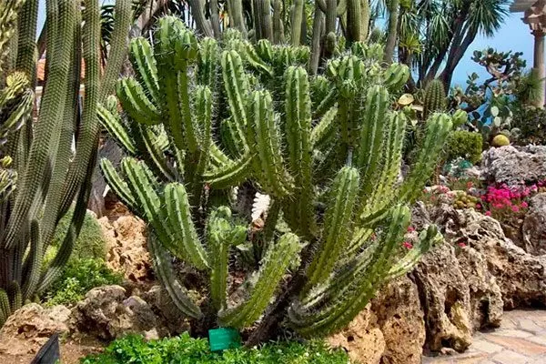 Myrtillocactus cochal1 кактусы в ландшафтном дизайне2