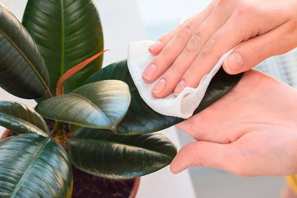 мытье фикуса как помыть фикус5