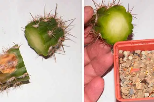 на камнях11 черенкование кактусов9