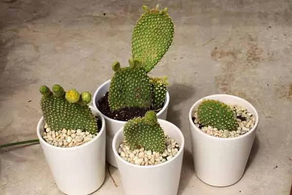 Наблюдение за развитием черенкование кактусов10