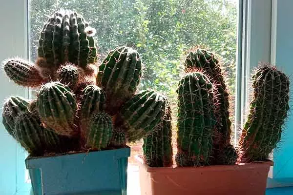 не помещается на подоконник черенкование кактусов11