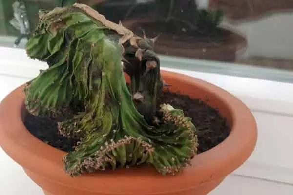 нехватило влаги Зимовка кактуса4