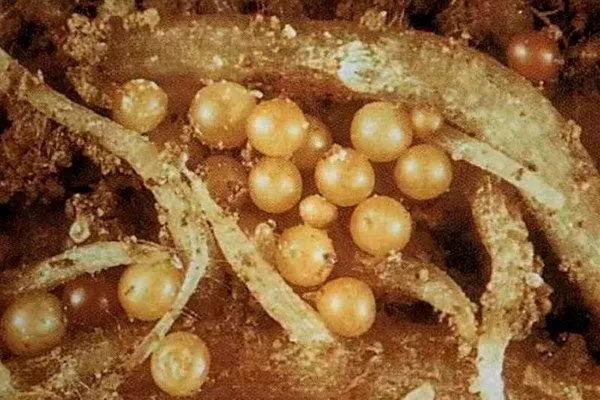 Нематоды с образованием цист Вредители кактусов20