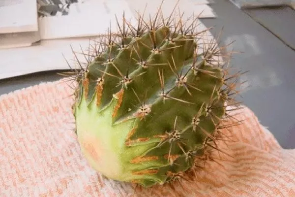 нижний конец стебля необходимо аккуратно заточить наподобие карандаша пересадка кактуса10