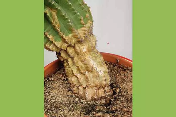 Нижняя-часть-стебля-начала-деревенеть черенкование кактусов12