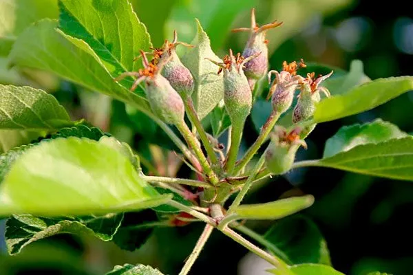 нормирование завязей увеличениt размеров яблок20