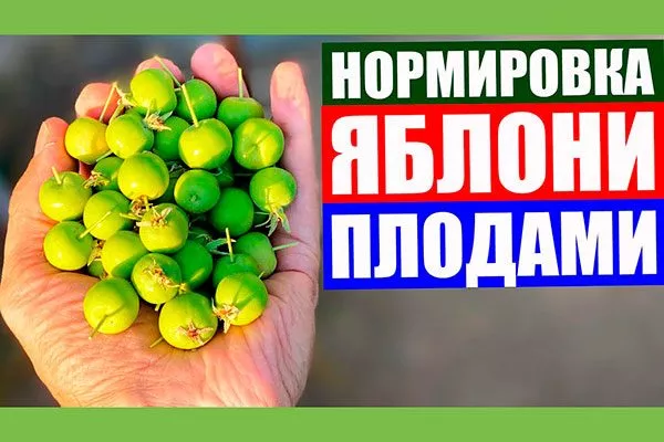 нормирование завязей1 увеличениt размеров яблок21