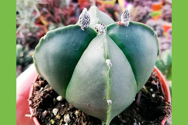Нудум Звёздчатые кактусы (Astrophytum)14