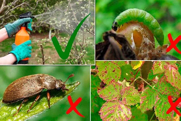 Обрабатывайте от паразитов бурые пятна8