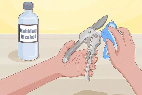 обработать антисептиком черенкование кактусов13