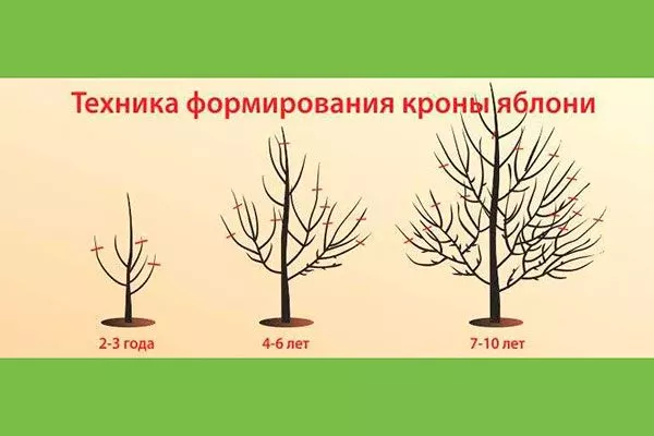 Обрезка и формирование кроны Зимостойкость яблони7