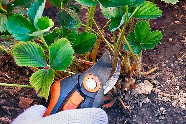 Obrezka-klubnika Белая земляника1