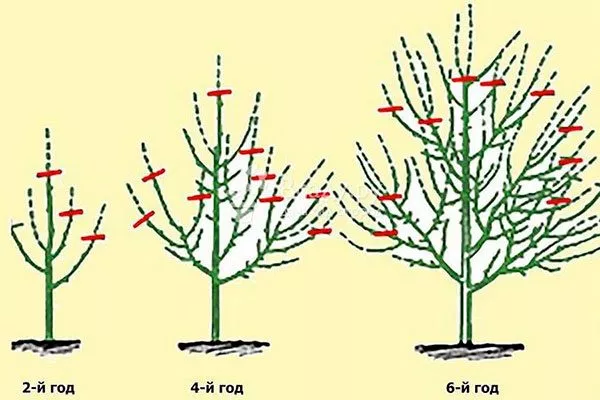 Обрезка Полудекоративные сорта13