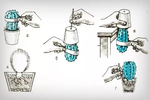 Обрезка Цефалоцереус старческий4