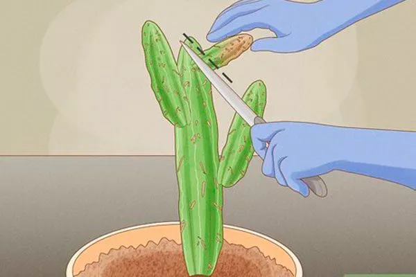 Обрезка1 Цефалоцереус старческий5