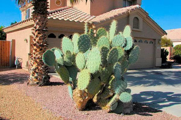 Одиночные акценты и фокусные точки кактусы в ландшафтном дизайне19